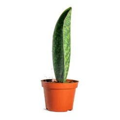 Sansevieria Masoniana Victoria - Shark Fin Snake Plant -HousePlants Shop Sansevieria masoniana Victoria Shark Fin side