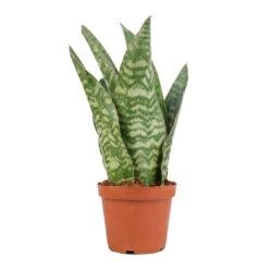 Sansevieria Masoniana Dragon - Snake Plant -HousePlants Shop Sansevieria masoniana Dragon