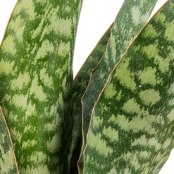 Sansevieria Masoniana Dragon - Snake Plant -HousePlants Shop Sansevieria masoniana Dragon SWATCH
