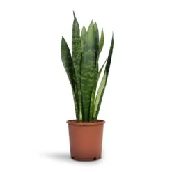 Sansevieria Trifasciata Black Coral - Snake Plant -HousePlants Shop Sansevieria trifasciata Black Coral Snake Plant 14x50cm