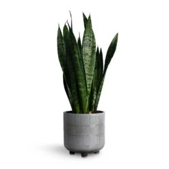 Sansevieria Trifasciata Black Coral - Snake Plant -HousePlants Shop Sansevieria trifasciata Black Coral Snake Plant 14x50cm Denise Plant Pot Of White 17x17cm
