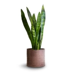 Hera Plant Pot - Purple -HousePlants Shop Sansevieria trifasciata Black Coral Snake Plant 14x50cm Hera Plant Pot Purple 17x16cm