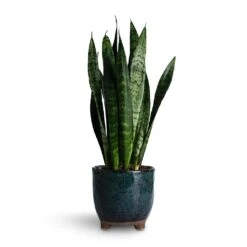 Sansevieria Trifasciata Black Coral - Snake Plant -HousePlants Shop Sansevieria trifasciata Black Coral Snake Plant 14x50cm Kaat Plant Pot Petrol 16x16cm