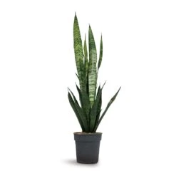 Sansevieria Trifasciata Black Coral - Snake Plant -HousePlants Shop Sansevieria trifasciata Black Coral Snake Plant 15x45cm