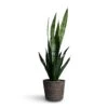 Sansevieria Trifasciata Black Coral - Snake Plant -HousePlants Shop Sansevieria trifasciata Black Coral Snake Plant 15x45cm Selin Plant Basket Black Weave 18x16cm 83748757 6d06 4373 be60 421311593e74