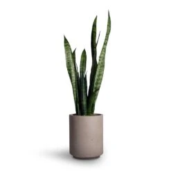 Suzi Plant Pot - Grey Washed -HousePlants Shop Sansevieria trifasciata Black Coral Snake Plant 15x45cm Suzi Plant Pot Grey Washed 18x21 99133ebc 1cff 43dd b5fe f66d874c9210