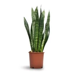 Sansevieria Trifasciata Black Coral - Snake Plant -HousePlants Shop Sansevieria trifasciata Black Coral Snake Plant 17x60cm
