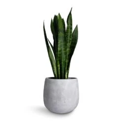 Sansevieria Trifasciata Black Coral - Snake Plant -HousePlants Shop Sansevieria trifasciata Black Coral Snake Plant 17x60cm Amber Plant Pot Light Grey 22x21cm 9dc0a28a fda2 4403 a139 a5a473a39546