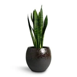 Kae Plant Pot - Mocha -HousePlants Shop Sansevieria trifasciata Black Coral Snake Plant 17x60cm Kae Plant Pot Mocha 29x26cm d8f7a923 d1fe 4ec4 8184 b8a5ae452d81