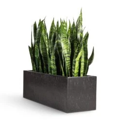 Sansevieria Trifasciata Black Coral - Snake Plant -HousePlants Shop Sansevieria trifasciata Black Coral Snake Plant 17x60cm Raindrop Trough Planter Anthracite 70x23x23cm