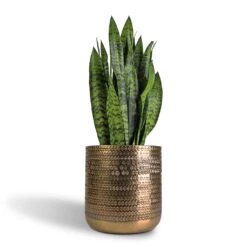 Sansevieria Trifasciata Black Coral - Snake Plant -HousePlants Shop Sansevieria trifasciata Black Coral Snake Plant 17x60cm Solis Embossed Plant Pot Gold 25x25cm c6aa9337 9c3a 4545 a97b 3eef434f89aa