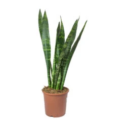 Sansevieria Trifasciata Black Coral - Snake Plant -HousePlants Shop Sansevieria trifasciata Black Coral Snake Plant
