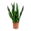 Sansevieria Trifasciata Diamond Flame - Snake Plant
