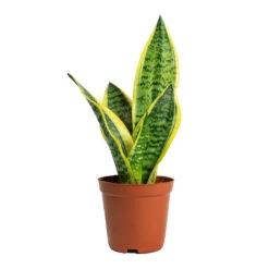 Sansevieria Trifasciata Futura Superba -HousePlants Shop Sansevieria trifasciata Futura Superba 12cm
