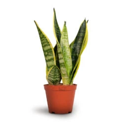 Sansevieria Trifasciata Futura Superba -HousePlants Shop Sansevieria trifasciata Futura Superba 12x35cm