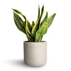 Sansevieria Trifasciata Futura Superba -HousePlants Shop Sansevieria trifasciata Futura Superba 12x35cm Charlie Plant Pot Grey Washed 15x15cm