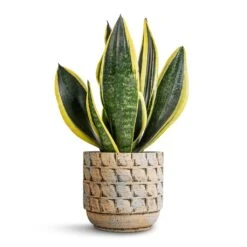 Sansevieria Trifasciata Futura Superba -HousePlants Shop Sansevieria trifasciata Futura Superba 12x35cm Jim Plant Pot Shell 14x12cm 7153f1db d509 42f2 bceb 1fc664ead64d