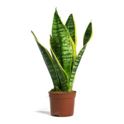 Sansevieria Trifasciata Futura Superba -HousePlants Shop Sansevieria trifasciata Futura Superba 9cm