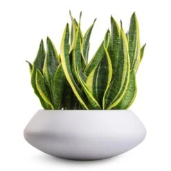 Sansevieria Trifasciata Futura Superba -HousePlants Shop Sansevieria trifasciata Futura Superba 9x30cm Tara Essentials Bowl Planter Matt White 31x12cm