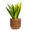 Sansevieria Trifasciata Golden Flame - Snake Plant -HousePlants Shop Sansevieria trifasciata Golden Flame Snake Houseplant Plant Pot Duncan Rust 14x13cm