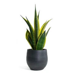 Esra Plant Pot - Graphite -HousePlants Shop Sansevieria trifasciata Golden Flame Snake Plant Esra Plant Pot Graphite c482237b 350b 42f5 b8e4 edb0e9426388