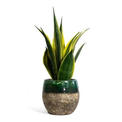Sansevieria Trifasciata Golden Flame - Snake Plant -HousePlants Shop Sansevieria trifasciata Golden Flame Snake Plant Lindy Plant Pot Black Green