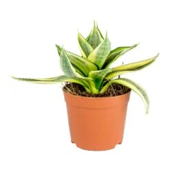 Sansevieria Trifasciata Golden Hahnii - Birds Nest Snake Plant -HousePlants Shop Sansevieria trifasciata Golden Hahnii Birds Nest Snake Plant