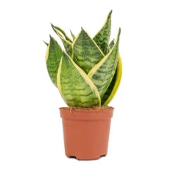Sansevieria Trifasciata Golden Hahnii - Birds Nest Snake Plant -HousePlants Shop Sansevieria trifasciata Golden Hahnii Birds Nest Snake Plant 9x15cm 2