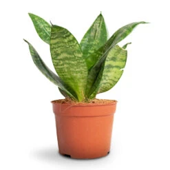 Sansevieria Trifasciata Hahnii - Birds Nest Snake Plant -HousePlants Shop Sansevieria trifasciata Hahnii Birds Nest Snake Plant 1