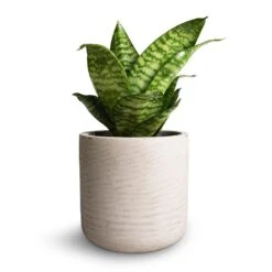 Sansevieria Trifasciata Hahnii - Birds Nest Snake Plant -HousePlants Shop Sansevieria trifasciata Hahnii Birds Nest Snake Plant 12x25cm Charlie Plant Pot Grey Washed 15x15cm 2