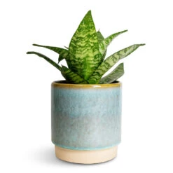 Copenhagen Plant Pot - Aqua -HousePlants Shop Sansevieria trifasciata Hahnii Birds Nest Snake Plant 12x25cm Copenhagen Plant Pot Aqua 13.5x14cm
