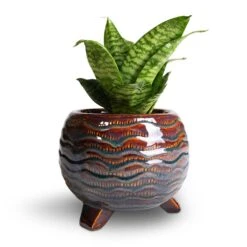 Dewi Plant Pot - Marrakesh -HousePlants Shop Sansevieria trifasciata Hahnii Birds Nest Snake Plant 12x25cm Dewi Plant Pot Marrakesh 21x16cm 2 8749c06e 22ab 4c64 9b78 c819a371f25b
