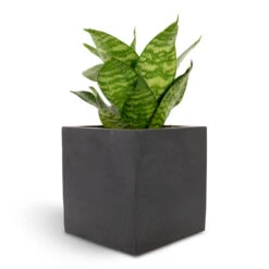 Fleur Natural Planter - Black -HousePlants Shop Sansevieria trifasciata Hahnii Birds Nest Snake Plant 12x25cm Fleur Natural Planter Black 15x15x15cm f82d6bfd 94b9 4c77 b136 c1b762ad1b8c