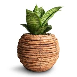 Sansevieria Trifasciata Hahnii - Birds Nest Snake Plant -HousePlants Shop Sansevieria trifasciata Hahnii Birds Nest Snake Plant 12x25cm Lida Plant Basket Natural 21x17cm 2