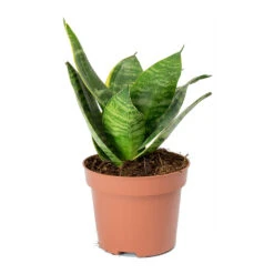 Sansevieria Trifasciata Hahnii - Birds Nest Snake Plant -HousePlants Shop Sansevieria trifasciata Hahnii Birds Nest Snake Plant
