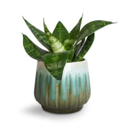 Sansevieria Trifasciata Hahnii - Birds Nest Snake Plant -HousePlants Shop Sansevieria trifasciata Hahnii Birds Nest Snake Plant Alice Plant Pot Ocean