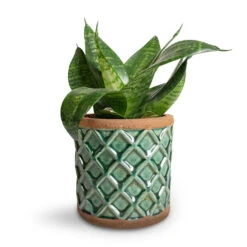 Sansevieria Trifasciata Hahnii - Birds Nest Snake Plant -HousePlants Shop Sansevieria trifasciata Hahnii Birds Nest Snake Plant Liam Plant Pot Turquoise