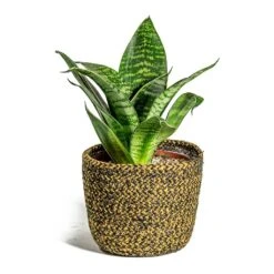 Sansevieria Trifasciata Hahnii - Birds Nest Snake Plant -HousePlants Shop Sansevieria trifasciata Hahnii Birds Nest Snake Plant Maartje Plant Baskets Set of 5 Camel