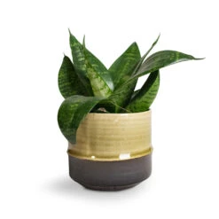 Sansevieria Trifasciata Hahnii - Birds Nest Snake Plant -HousePlants Shop Sansevieria trifasciata Hahnii Birds Nest Snake Plant Marlijn Plant Pot Thyme