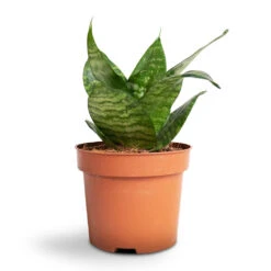 Sansevieria Trifasciata Hahnii - Birds Nest Snake Plant -HousePlants Shop Sansevieria trifasciata Hahnii Birds Nest Snake Plant b4e2fd42 358c 4d3d a0d3 433115a9b5f2