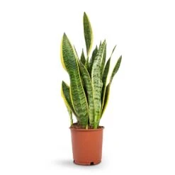 Sansevieria Trifasciata Laurentii - Variegated Snake Plant -HousePlants Shop Sansevieria trifasciata Laurentii Variegated Snake Plant 14x50cm