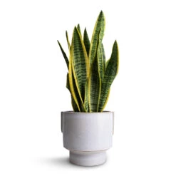 Aries Handles Plant Pot - White -HousePlants Shop Sansevieria trifasciata Laurentii Variegated Snake Plant 14x50cm Aries Handles Plant Pot White 19x20cm 3ae6ce30 5dbf 4611 b776 e11115f54376