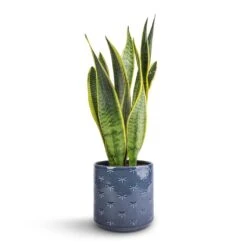 Sansevieria Trifasciata Laurentii - Variegated Snake Plant -HousePlants Shop Sansevieria trifasciata Laurentii Variegated Snake Plant 15x45cm Arley Plant Pot Blue Dragonfly 17x17.5cm 1702ed53 e585 4de7 8eaf 42bf240776e3