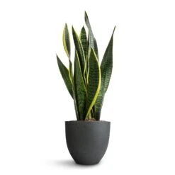 Sansevieria Trifasciata Laurentii - Variegated Snake Plant -HousePlants Shop Sansevieria trifasciata Laurentii Variegated Snake Plant 15x45cm Coral Refined Planter Pine Green 18x15cm