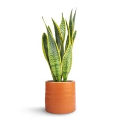 Sansevieria Trifasciata Laurentii - Variegated Snake Plant -HousePlants Shop Sansevieria trifasciata Laurentii Variegated Snake Plant 15x45cm Hadleigh Plant Pot Amber 17x15cm dc152ae7 88bd 4a26 9afe a76af1301676
