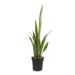 Sansevieria Trifasciata Laurentii - Variegated Snake Plant -HousePlants Shop Sansevieria trifasciata Laurentii Variegated Snake Plant 16x60cm