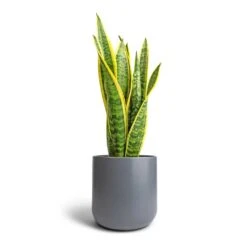 Sansevieria Trifasciata Laurentii - Variegated Snake Plant -HousePlants Shop Sansevieria trifasciata Laurentii Variegated Snake Plant 17x55cm Lisbon Plant Pot Charcoal 21x21cm