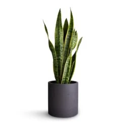 Puk Plant Pot - Black Washed -HousePlants Shop Sansevieria trifasciata Laurentii Variegated Snake Plant 17x65cm Puk Plant Pot Black Washed 20x20cm