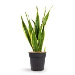 Sansevieria Trifasciata Laurentii - Variegated Snake Plant -HousePlants Shop Sansevieria trifasciata Laurentii Variegated Snake Plant 21x70cm