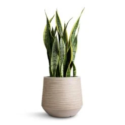 Sansevieria Trifasciata Laurentii - Variegated Snake Plant -HousePlants Shop Sansevieria trifasciata Laurentii Variegated Snake Plant 21x70cm Dune Darcy Planter Oat 30x26cm 6572a0a9 e86b 42e5 bc37 42182fd857fc
